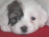 Coton de Tulear