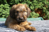 Briard Briard