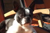 Boston Terrier Boston Terrier