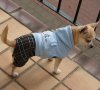 Chihuahua Chihuahua