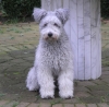 Pumi Pumi