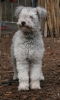 Pumi Pumi