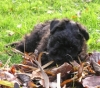 Pumi Pumi