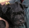 Pumi Pumi
