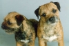 Border Terrier Border Terrier