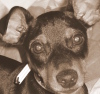 Dwergpinscher Dwergpinscher