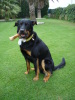 Beauceron