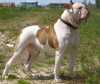 Amerikaanse Bulldog Amerikaanse Bulldog