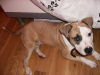 Staffordshire Bull Terrier Staffordshire Bull Terrier