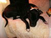 Staffordshire Bull Terrier Staffordshire Bull Terrier