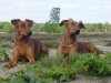 Duitse Pinscher