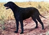 Curly Coated Retriever