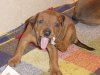 Duitse Pinscher