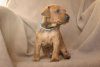 Duitse Pinscher