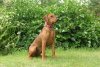 Duitse Pinscher