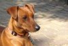Duitse Pinscher