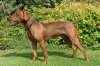 Duitse Pinscher