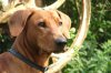 Duitse Pinscher
