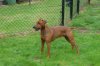 Duitse Pinscher