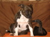 Staffordshire Bull Terrier Staffordshire Bull Terrier