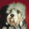 Dandie Dinmont Terriër Dandie Dinmont Terriër