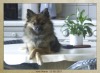 Keeshond, Klein Keeshond, Klein