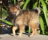 Keeshond, Klein Keeshond, Klein