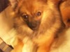 Keeshond, Klein Keeshond, Klein