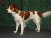 Kooikerhondje Kooikerhondje