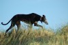Galgo Español Galgo Español