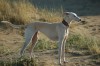 Galgo Español Galgo Español