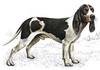 Berner Laufhund