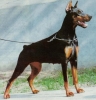 Dobermann Dobermann
