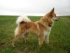 IJslandse Hond IJslandse Hond