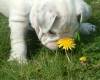Engelse Bulldog Engelse Bulldog
