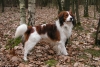 Kooikerhondje Kooikerhondje