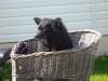 Schipperke