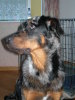 Beauceron