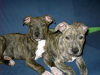 American Staffordshire Terrier