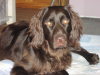 Duitse Staande Hond, Langhaar