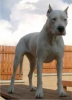 Dogo Argentino