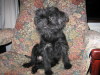 Affenpinscher