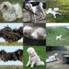 Puli