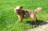 Griffon Bruxellois Griffon Bruxellois