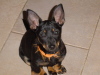 Lancashire Heeler