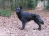 Hollandse Herdershond Hollandse Herdershond