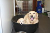 Golden Retriever Golden Retriever
