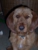 Basset Fauve de Bretagne