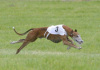 Galgo Español Galgo Español