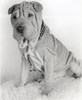 Shar Pei Shar Pei